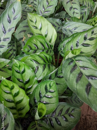 Bright green leaves with dark green stripes of Shadow plant (Calathea Leopardina) photo