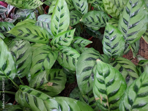Bright green leaves with dark green stripes of Shadow plant (Calathea Leopardina)