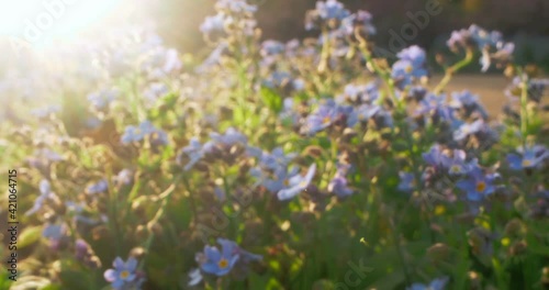 extreme close-up, detailed forget-me-nots with sun glare.