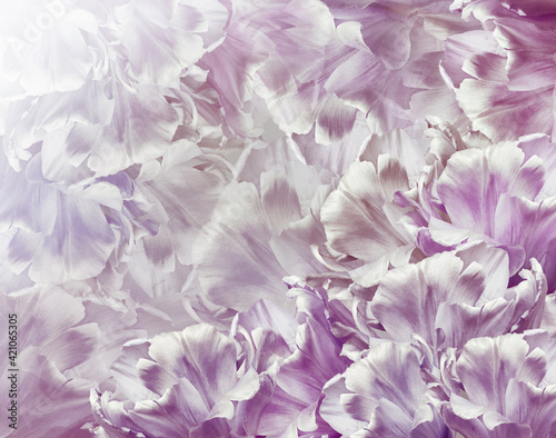 Tulips flower light  purple. Floral background.  Close-up. Nature. © nadezhda F