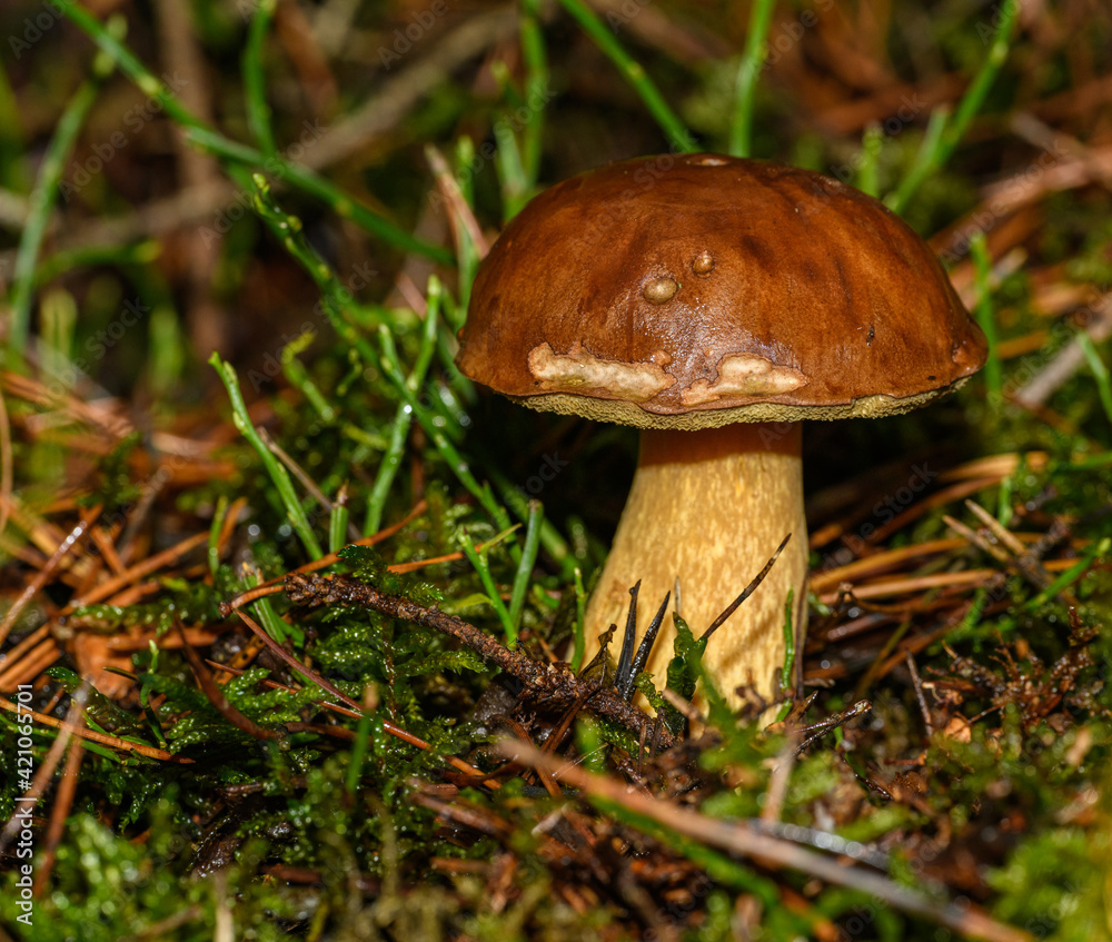 boletus (pinophilus) mushroom in forest undergrowth boletus (pinophilus) mushroom in forest undergrowth