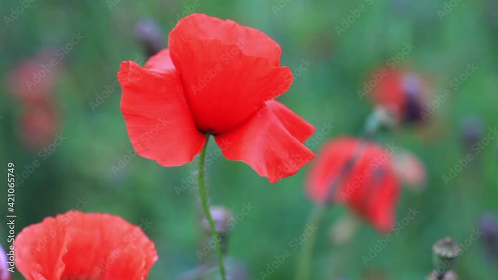Blooming red poppies in summer field. Bright wildflowers growing in meadow, soft focus Blooming red poppies in summer field. Bright wildflowers growing in meadow, soft focus
