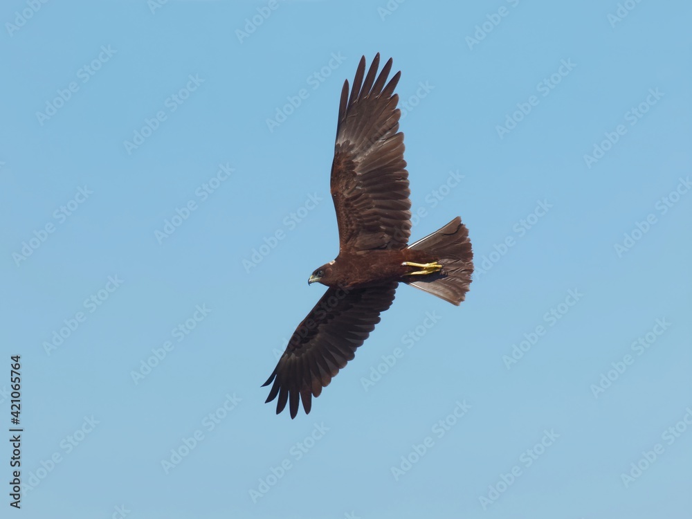 western marsh harrier (Circus aeruginosus) in flight western marsh harrier (Circus aeruginosus) in flight