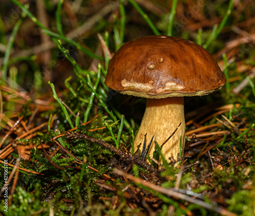 boletus (pinophilus) mushroom in forest undergrowth