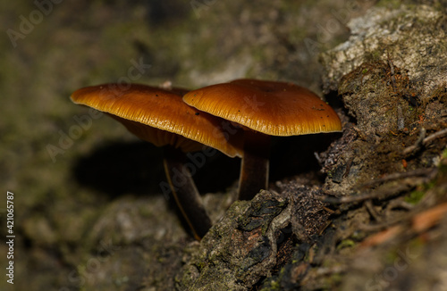 two small orange brown mushrooms growing from tree bark