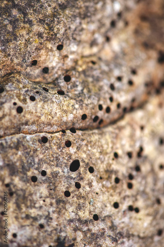 abstract mushroom with black holes