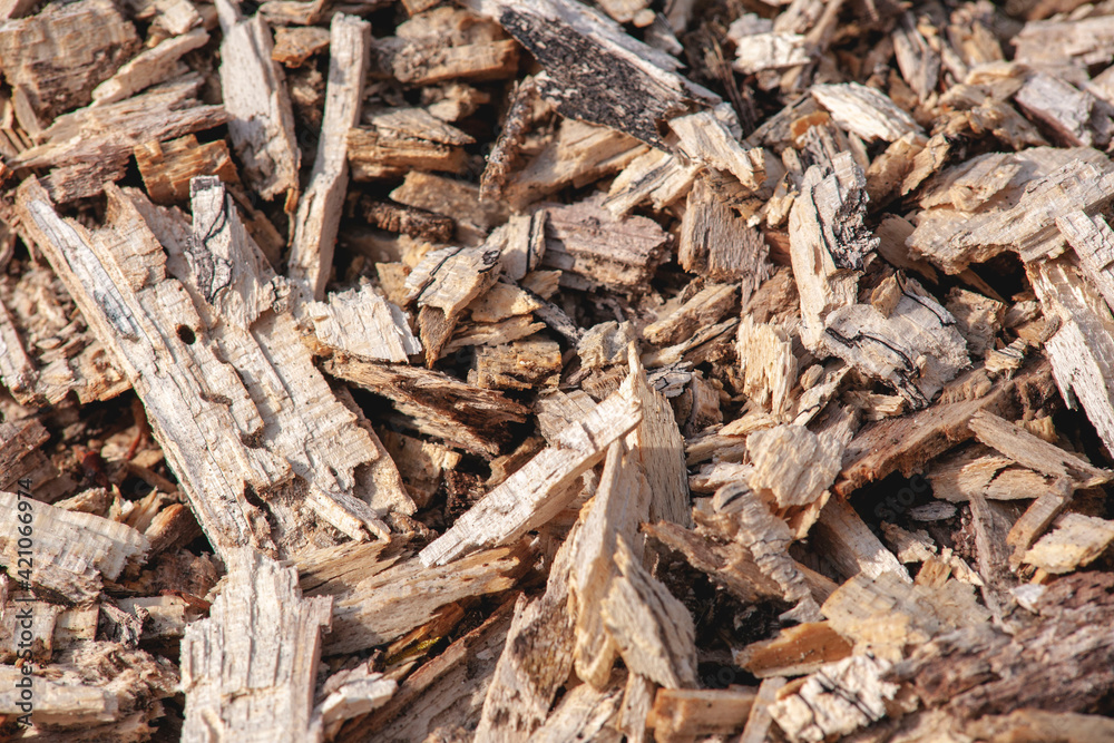 rotten tree after winter frost. the remains of rotten wood rotten tree after winter frost. the remains of rotten wood