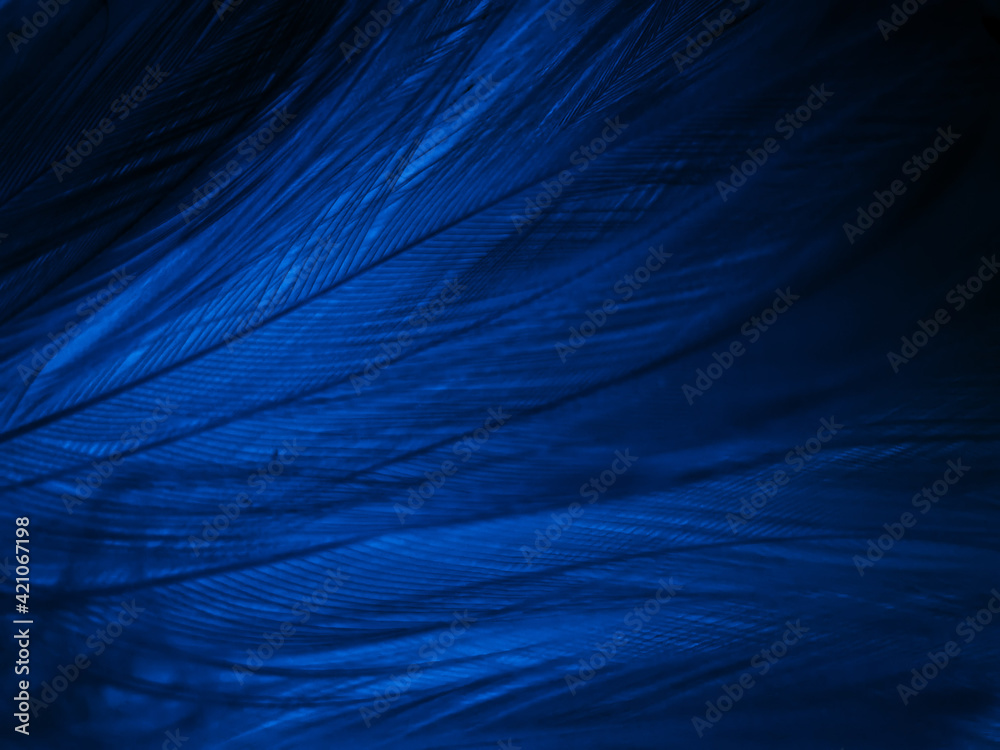 Beautiful abstract blue feathers on black background, black feather texture  on blue pattern and blue background, feather wallpaper, blue banners, love  theme, valentines day, soft texture Stock Photo | Adobe Stock