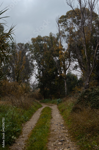 road in the woods