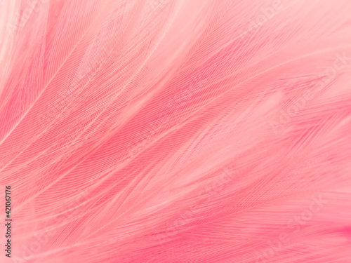 Beautiful abstract light pink feathers on white background   white feather frame texture on pink texture pattern and pink background  love theme wallpaper and valentines day