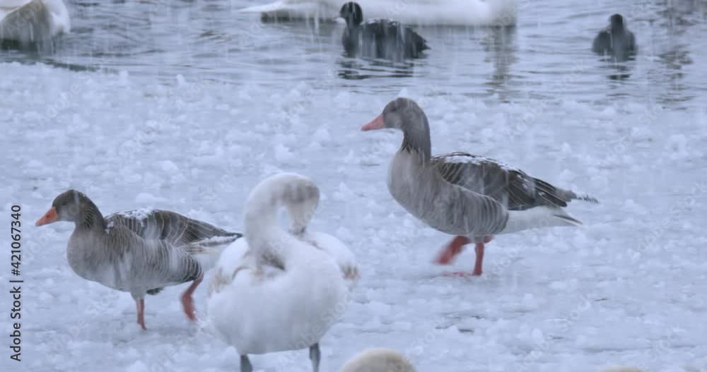 The mute swan, mallard, coots and other birds on a frozen lake during the snowfall, Soderica Lake, Croatia The mute swan, mallard, coots and other birds on a frozen lake during the snowfall, Soderica Lake, Croatia