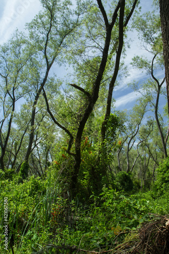 Tropical rainforest background. View of the green leaves foliage and tree trunks in the jungle. 