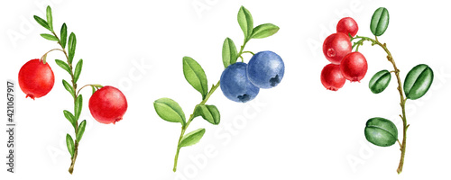Fototapeta Naklejka Na Ścianę i Meble -  watercolor berries of cranberries, lingonberries and blueberries
