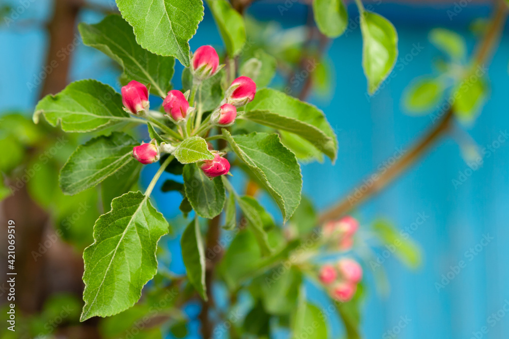 Blooming branches of an apple tree in spring. Blooming branches of an apple tree in spring.