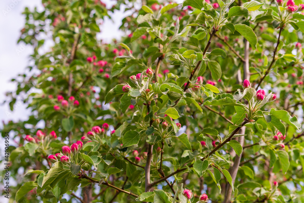 Blooming branches of an apple tree in spring.