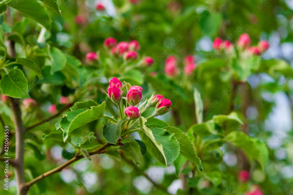 Blooming branches of an apple tree in spring. Blooming branches of an apple tree in spring.