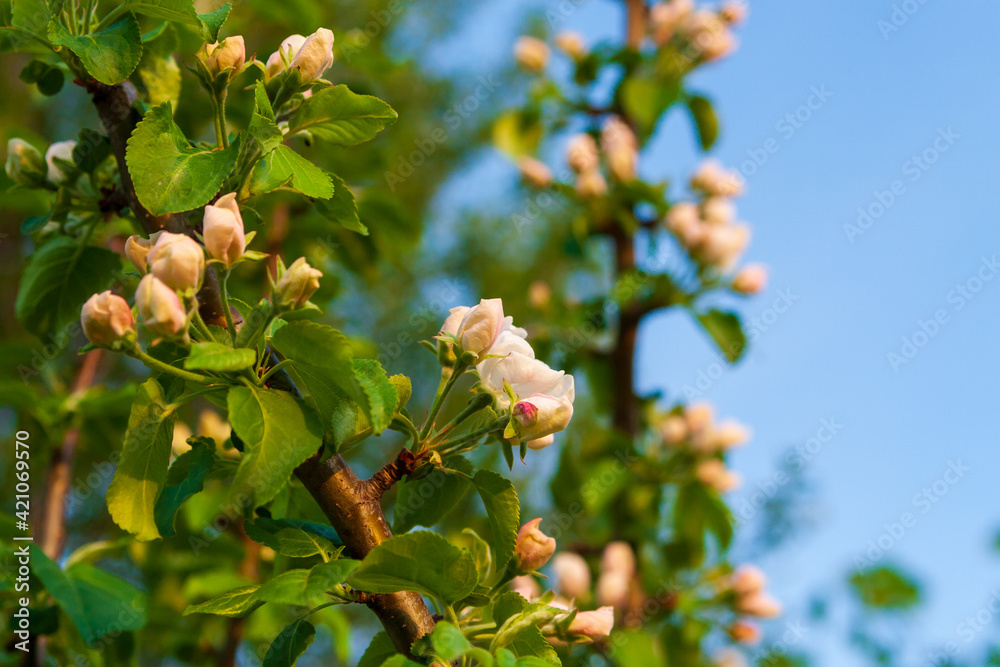 Blooming branches of an apple tree in spring.