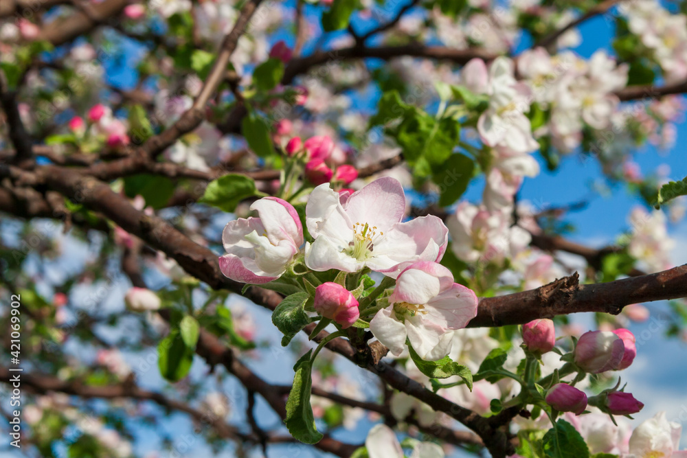 Blooming branches of an apple tree in spring. Blooming branches of an apple tree in spring.