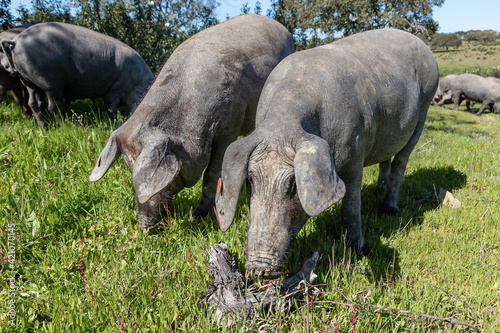 Iberian pigs grazing in the Huelva countryside. Pigs in the green pasture Andalusia  Spain