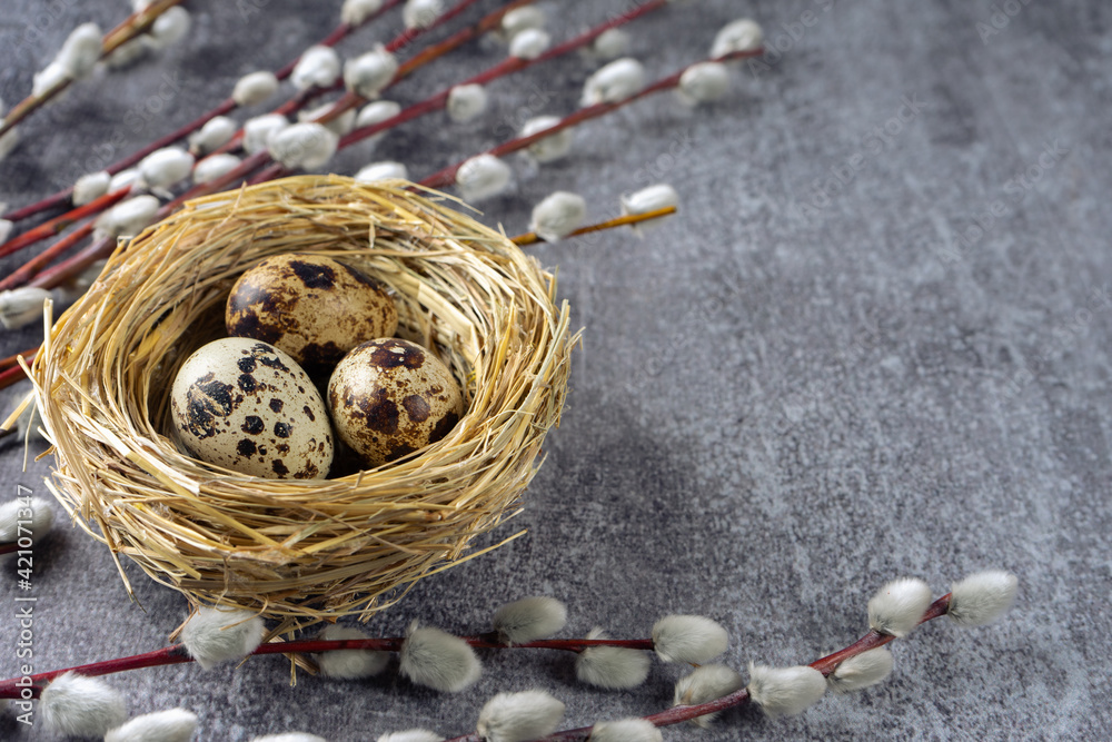 Easter quail eggs in nest and willow branch on grey concrete background