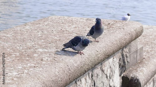 a pair of pigeons in love stands on a wall, suddenly one pigeon flies away, the other immediately follows her, in the background the wide sea,, by day, video specs: 3840x2160 4K UHD, 59.94 frames