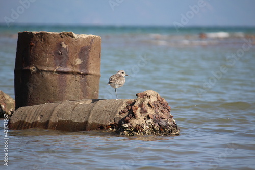 Season Migratory Birds Nearby The Sea