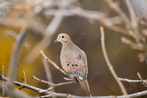Male Mourning dove perched on a tree branch in the fall. photo