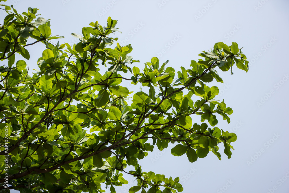 Green leaf of  Dipterocarpus tuberculatus Roxb