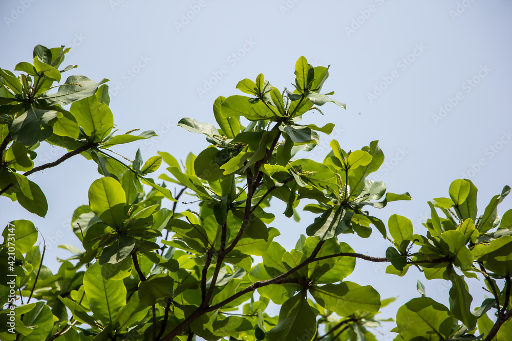 Green leaf of Dipterocarpus tuberculatus Roxb Green leaf of Dipterocarpus tuberculatus Roxb