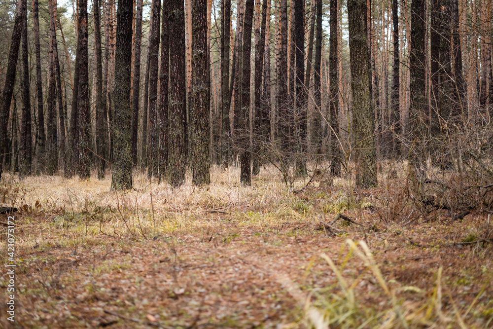 Fototapeta premium Cold autumn pine forest gloomy with yellowed grass