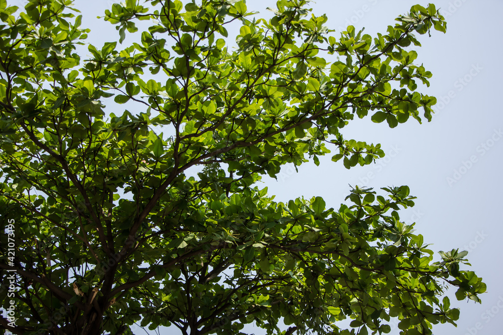 Green leaf of Dipterocarpus tuberculatus Roxb Green leaf of Dipterocarpus tuberculatus Roxb