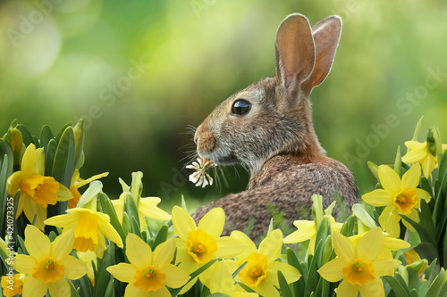 easter bunny with white clover in grass with fresh daffodils - copy space