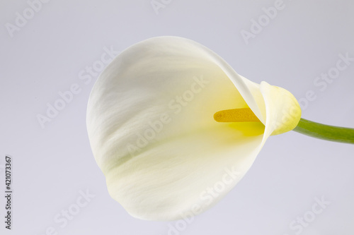 white calla lily