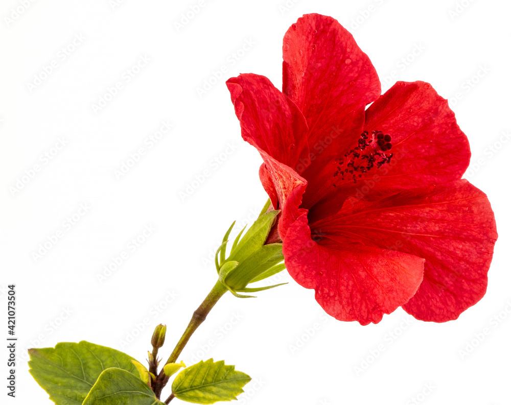 sicilian red hibiscus on white sicilian red hibiscus on white
