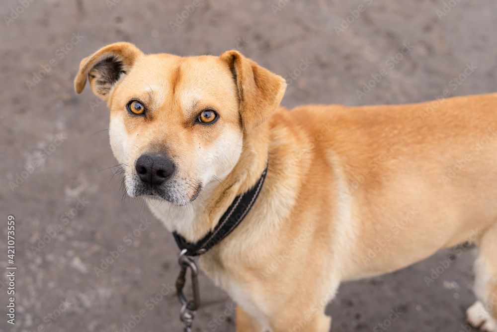 A dog of warm brown color looks into the eyes with a piercing gaze A dog of warm brown color looks into the eyes with a piercing gaze
