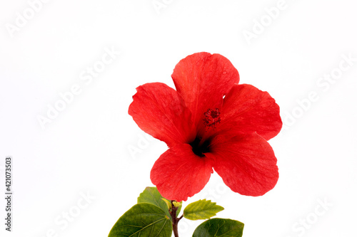 sicilian red hibiscus on white