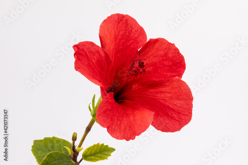 sicilian red hibiscus on white