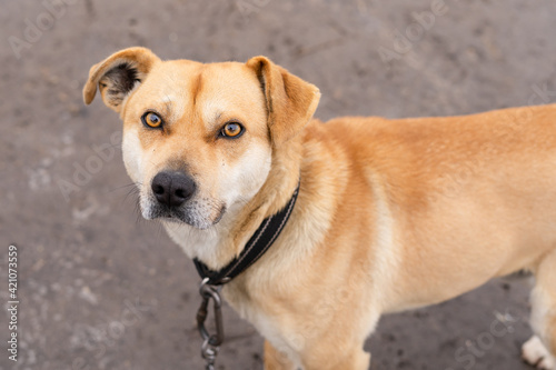 A dog of warm brown color looks into the eyes with a piercing gaze