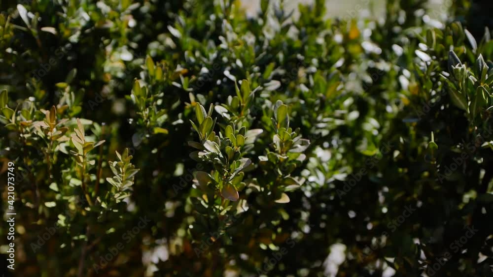 A large boxwood bush sways in the wind in a city park in early spring. Sunny day. A large boxwood bush sways in the wind in a city park in early spring. Sunny day.