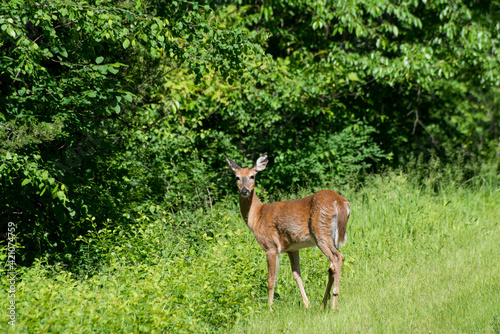 Female juvenile White-tailed deer looking at camera in the forest.