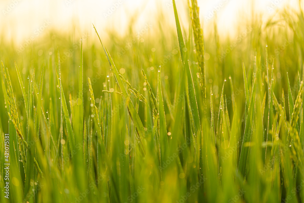 Morning Dew Drops on Green Leafs ,Green grass leafs with dew drops in the morning sunlight.