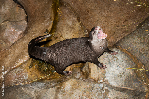 Asian small-clawed otter showing teeth while using toilet photo