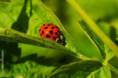 Beautiful ladybug on green leaves