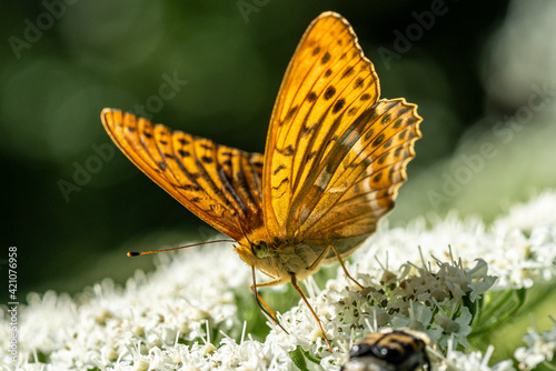 Extreme close up of a Silver Washed Fritillary butterfly on a white flower