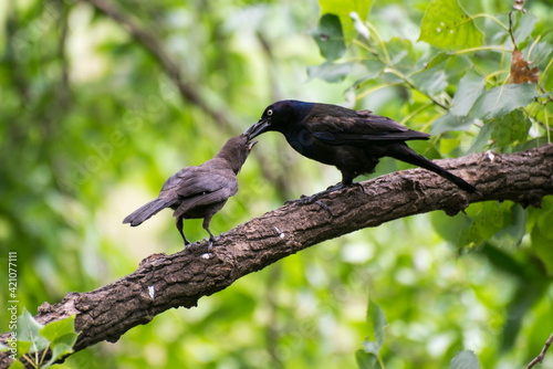 Foto Commom Grackle feeding the young fledgling on a tree branch.