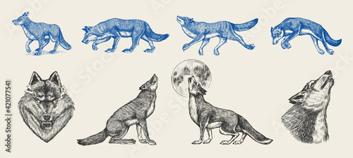 Gray wolf set. Gray wolf. A predatory beast. Wild forest animal. Vector Engraved hand drawn Vintage old sketch for stamp, t-shirt or typography or badge.
