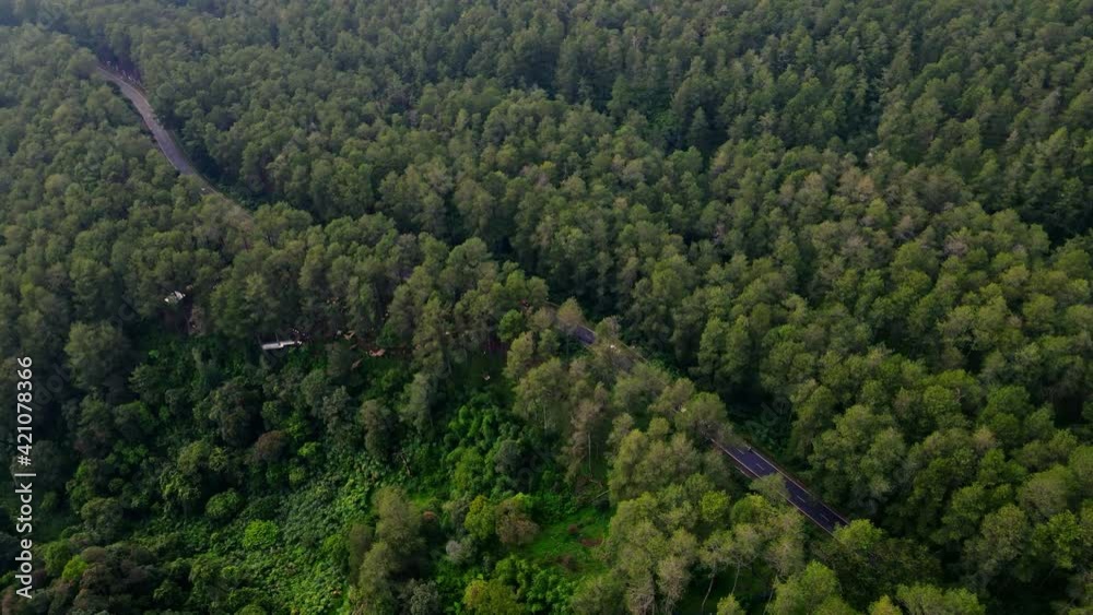 Aerial Flight Of Cars Driving on country road Between Pine Trees