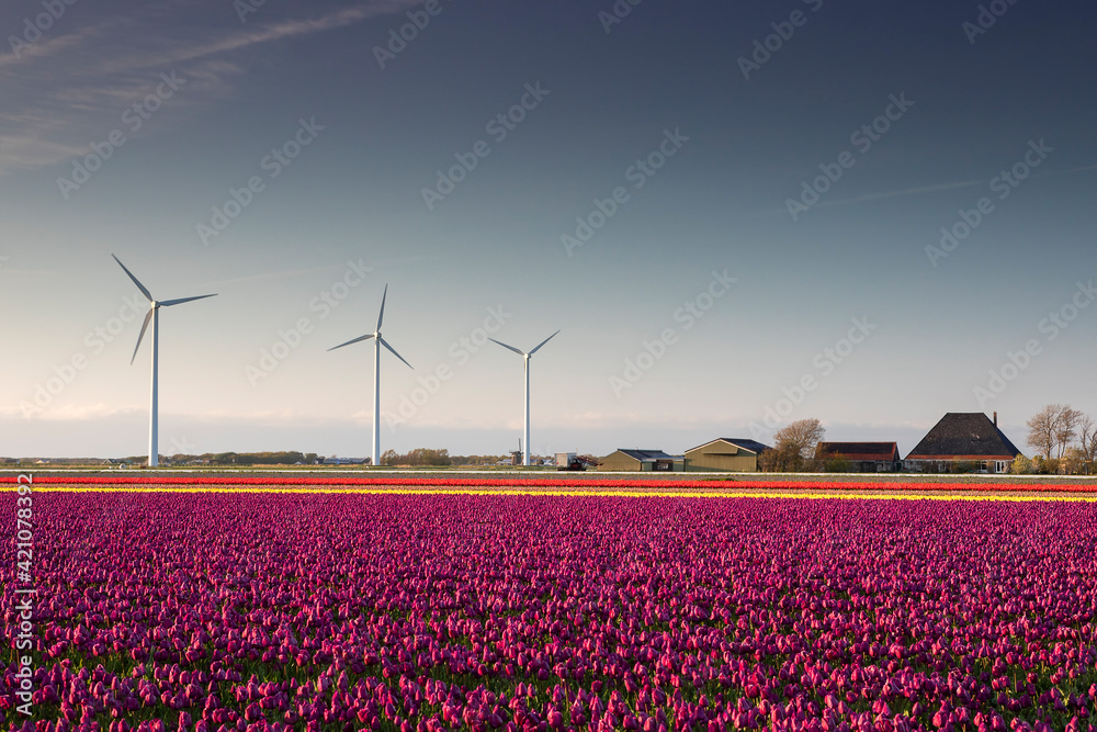 beautiful rural Dutch farmland with tulips