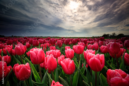 Photo red tulip field in Netherlands