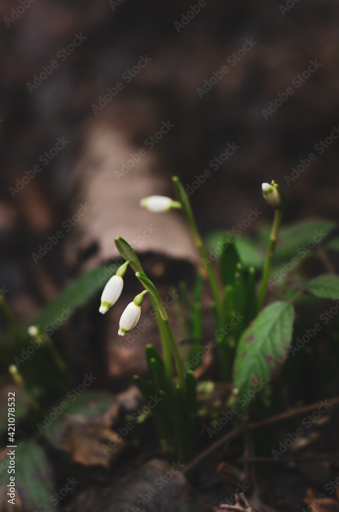 buds of snowflakes on a dark background growing in the woods buds of snowflakes on a dark background growing in the woods